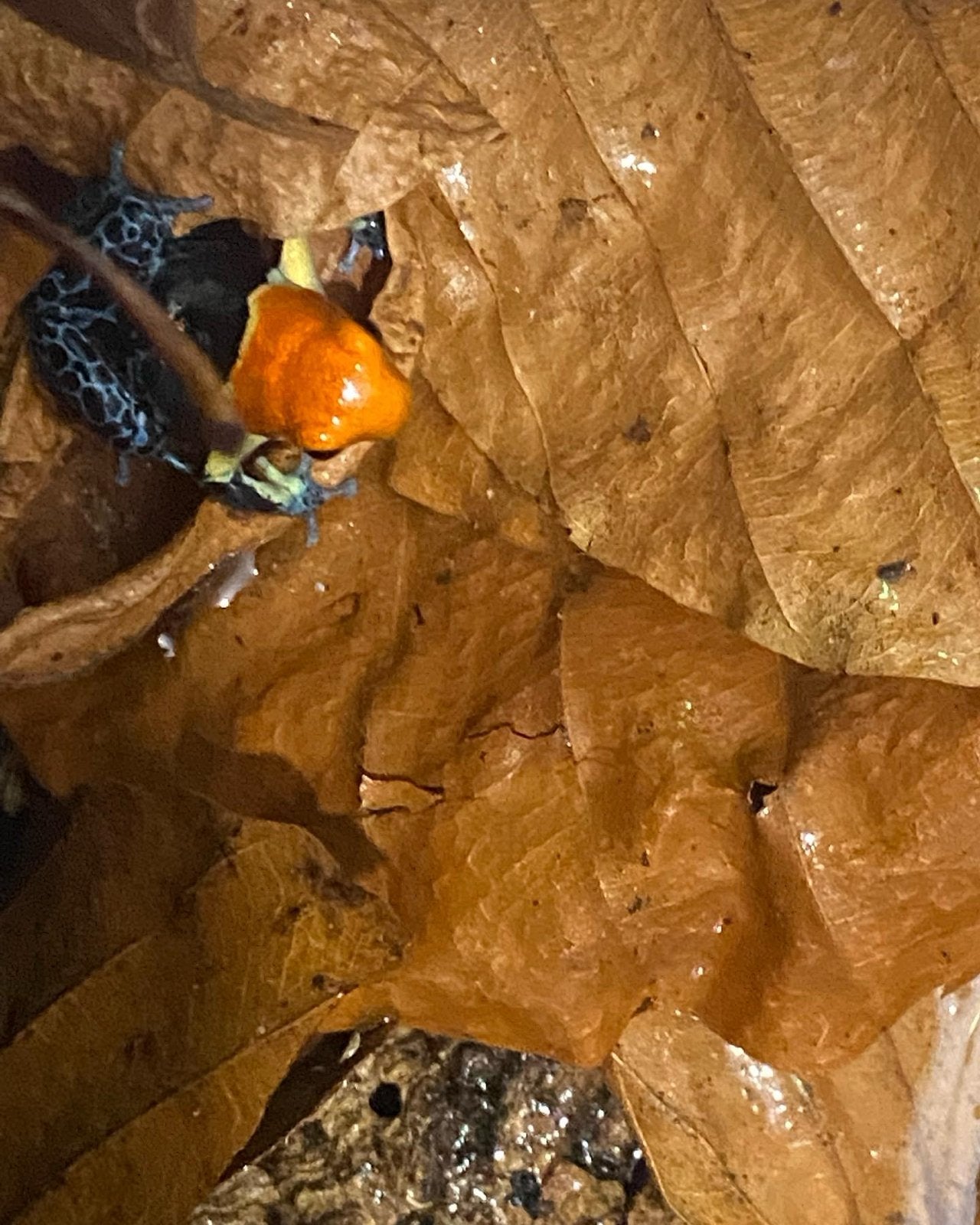 Verschillende soorten gifkikkers Frog photo 8