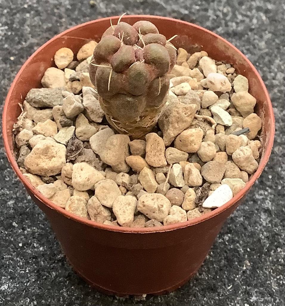 Cactus, Cintia, Ophalen of Verzenden, Cactus, Volle zon, Minder dan 100 cm