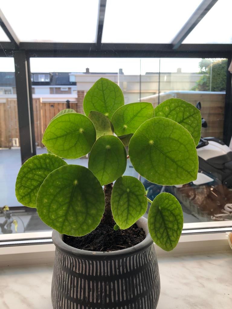 Pannenkoekenplant - Pilea Peperomioides, Huis en Inrichting, Kamerplanten, Ophalen of Verzenden, Halfschaduw, Minder dan 100 cm