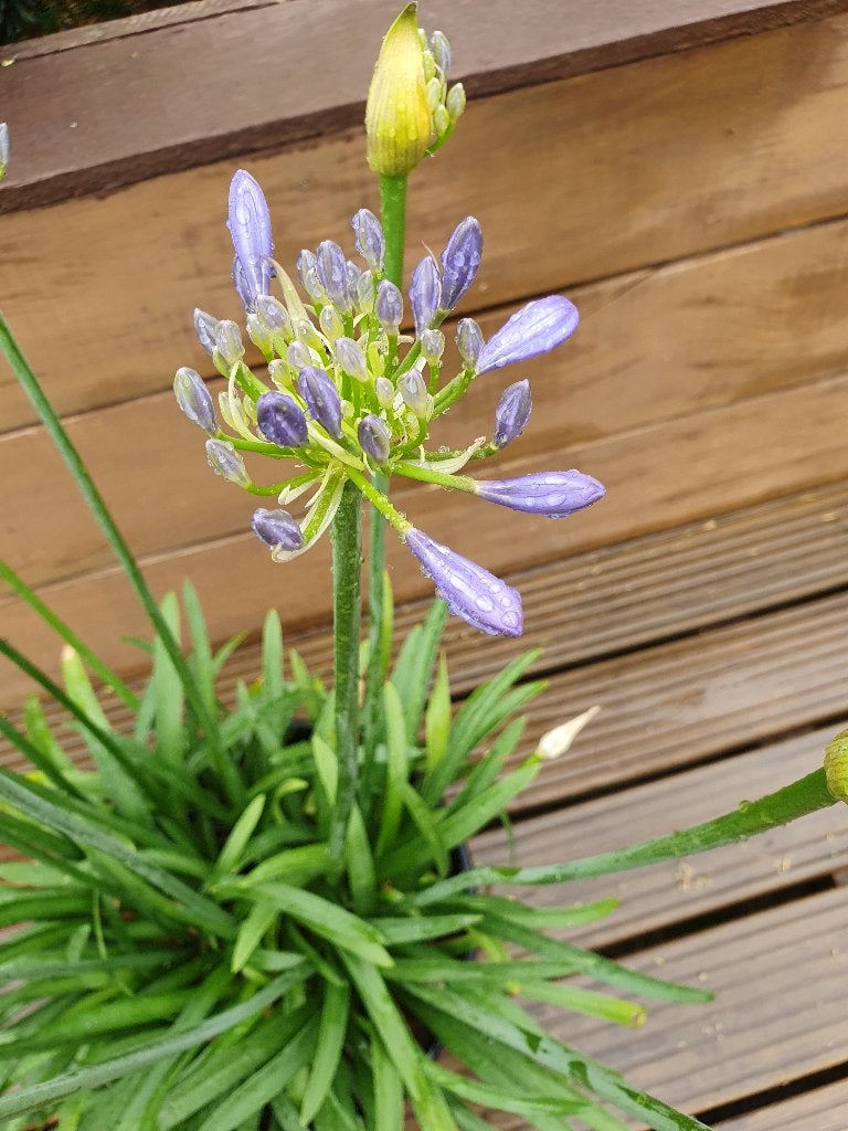 Agapathus, Vaste plant, Halfschaduw, Zomer, Ophalen