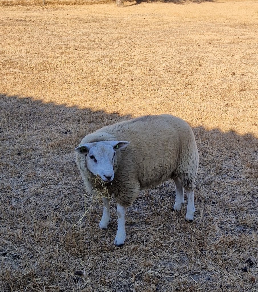 Texelaar x Swifter ram dekram, Dieren en Toebehoren, Mannelijk, Schaap, 0 tot 2 jaar