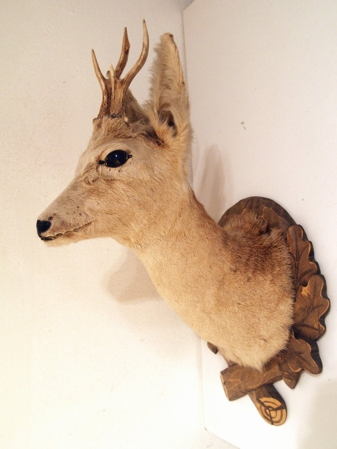 Opgezette Franse ree kop / reebok taxidermie / taxidermy, Ophalen, Zo goed als nieuw, Hert, Opgezet dier