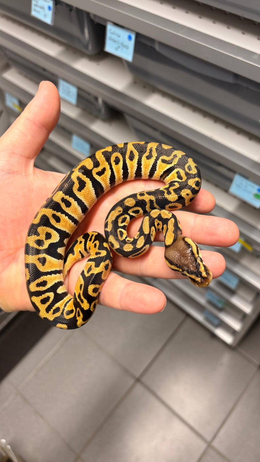 Orange dream 100% het clown ghost ball python, Slang, 0 tot 2 jaar