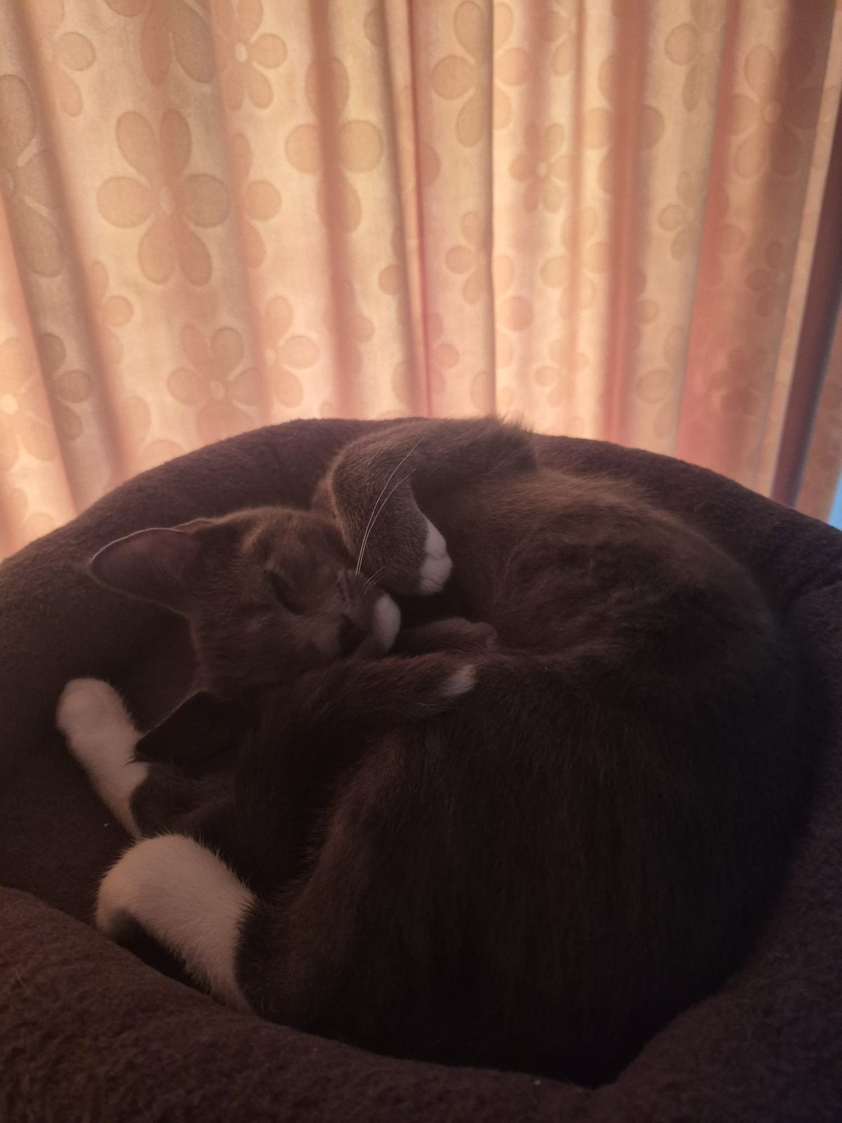 3 lieve kittens zoeken een nieuw thuis, Dieren en Toebehoren, Katten en Kittens | Overige Katten, Meerdere dieren, 0 tot 2 jaar