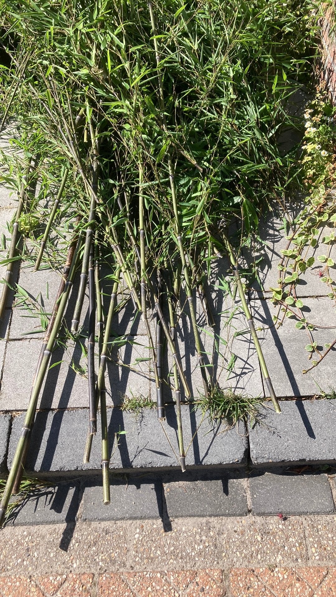 Zwarte bamboe GRATIS, Ophalen of Verzenden, Bloeit niet, Overige soorten, Halfschaduw