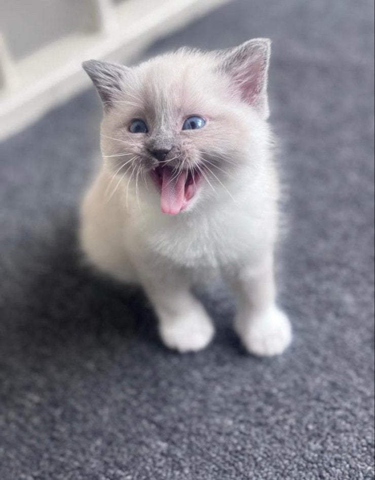 Baby ragdoll katertje, Kater