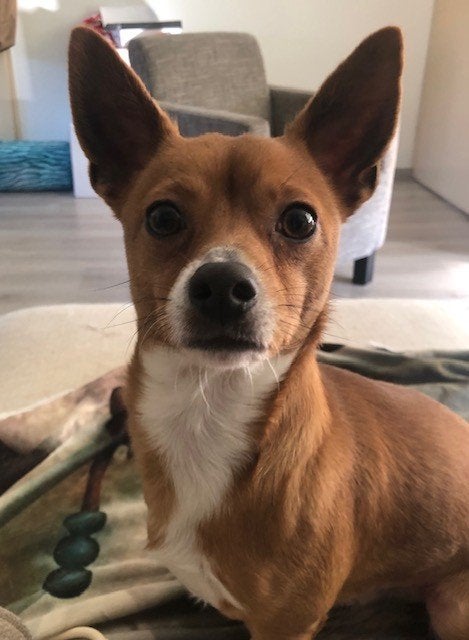 Chihuahua reu, lief, speels en waaks., Dieren en Toebehoren, Reu, 1 tot 2 jaar, Eén hond, Chihuahua