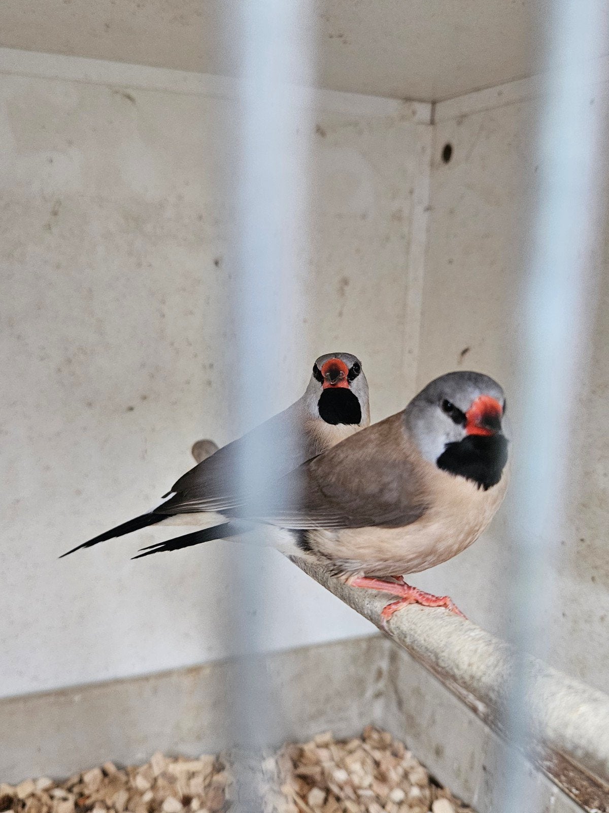 Spitstaart amadine, Dieren en Toebehoren, Vogels | Overige Vogels, Meerdere dieren