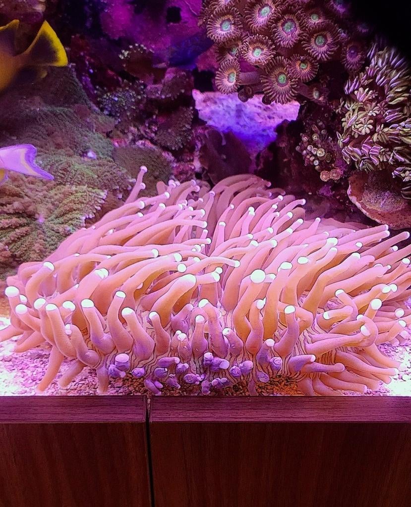 Heliofungia XXXL, Dieren en Toebehoren, Vissen | Aquariumvissen, Vis