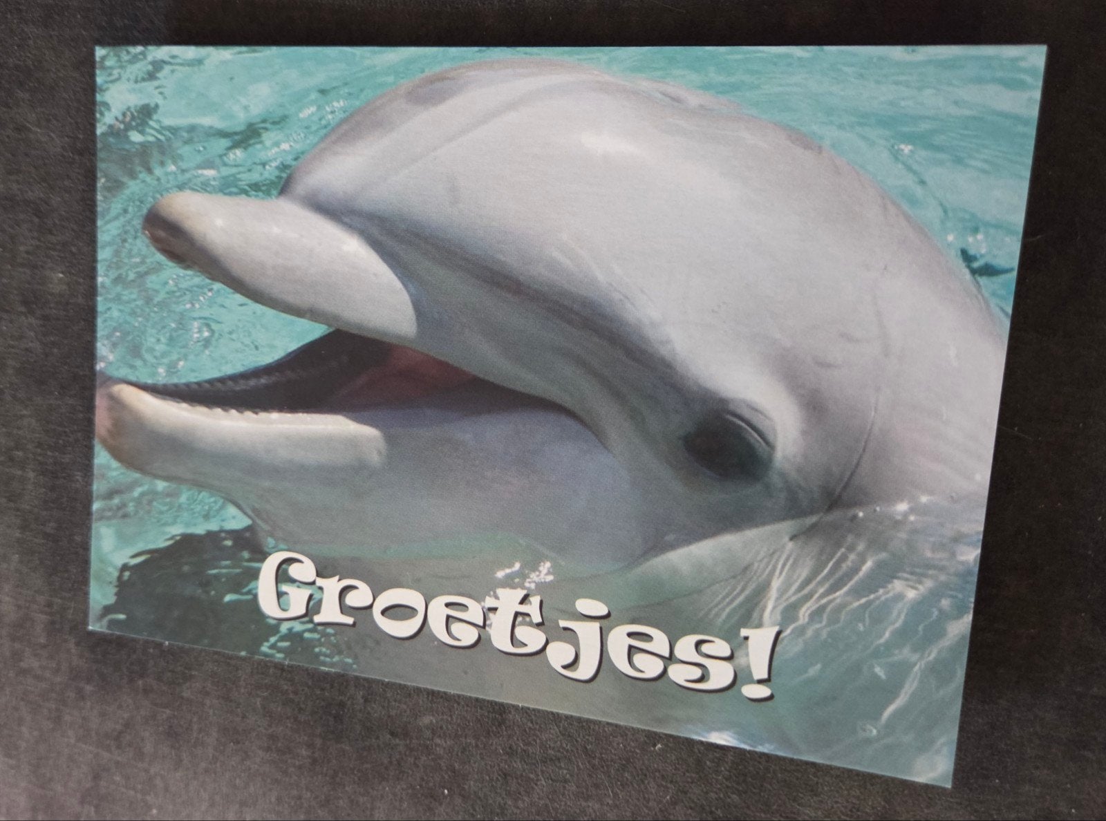 Ansichtkaart met dolfijn en tekst 'Groetjes!', Verzamelen, Ansichtkaarten | Dieren, Verzenden, 1980 tot heden, Ongelopen, Waterdier