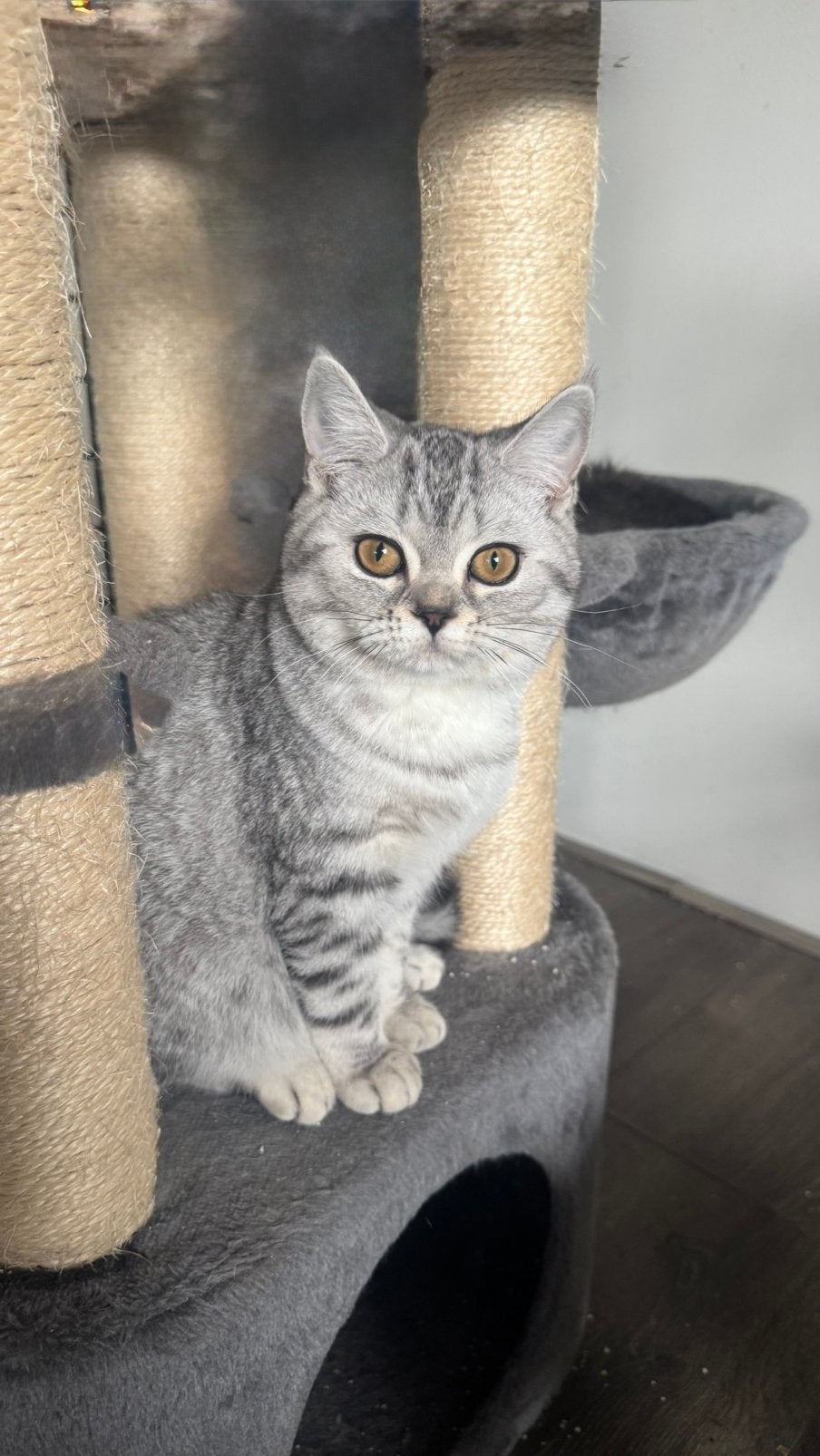 Raszuivere Britse korthaar kittens met stamboomouders, Meerdere dieren, Gechipt, 0 tot 2 jaar