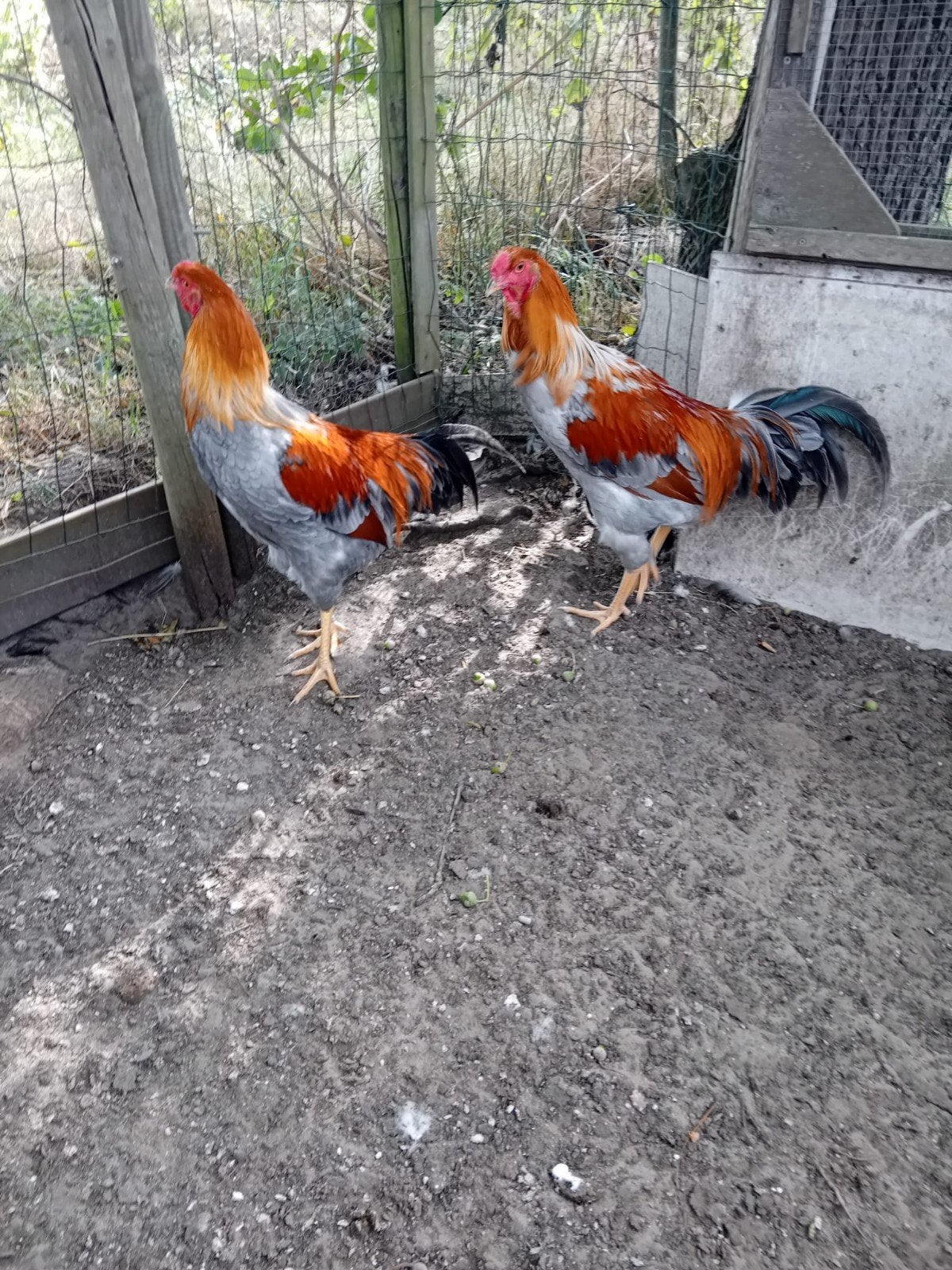 twentse hoender  / twents hoen, Dieren en Toebehoren, Mannelijk, Kip