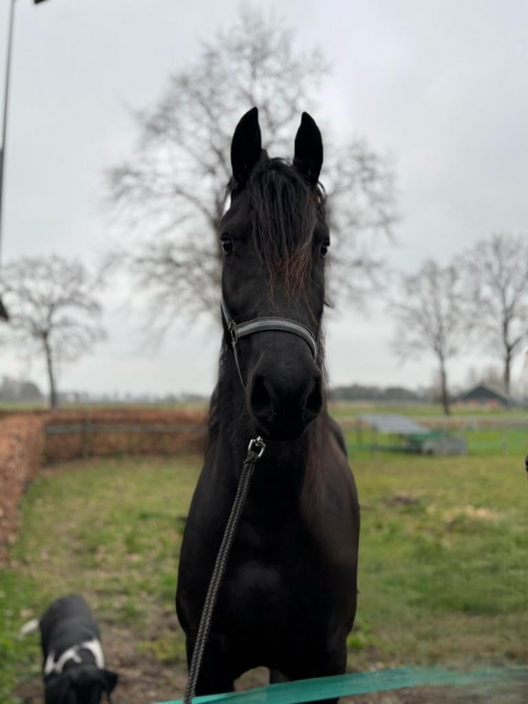 Vijf jarige friese merrie, Dieren en Toebehoren, Paarden, Merrie, Gechipt, 3 tot 6 jaar, Onbeleerd
