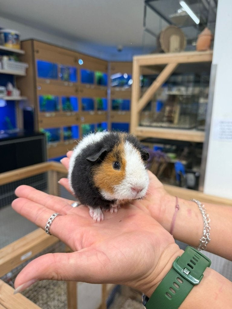 Te koop jonge cavia beertjes mannetjes, Dieren en Toebehoren, Juli, Mannelijk, Cavia
