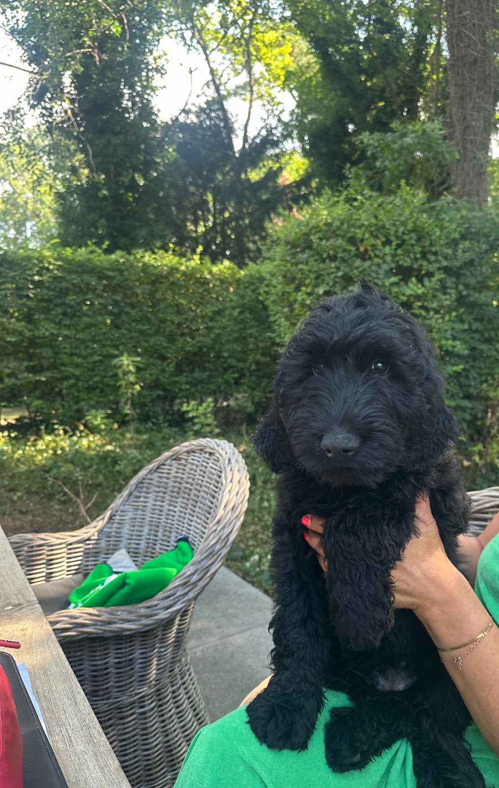 Goldendoodles, Dieren en Toebehoren, Honden | Niet-rashonden, Parvo, België, Particulier, 8 tot 15 weken