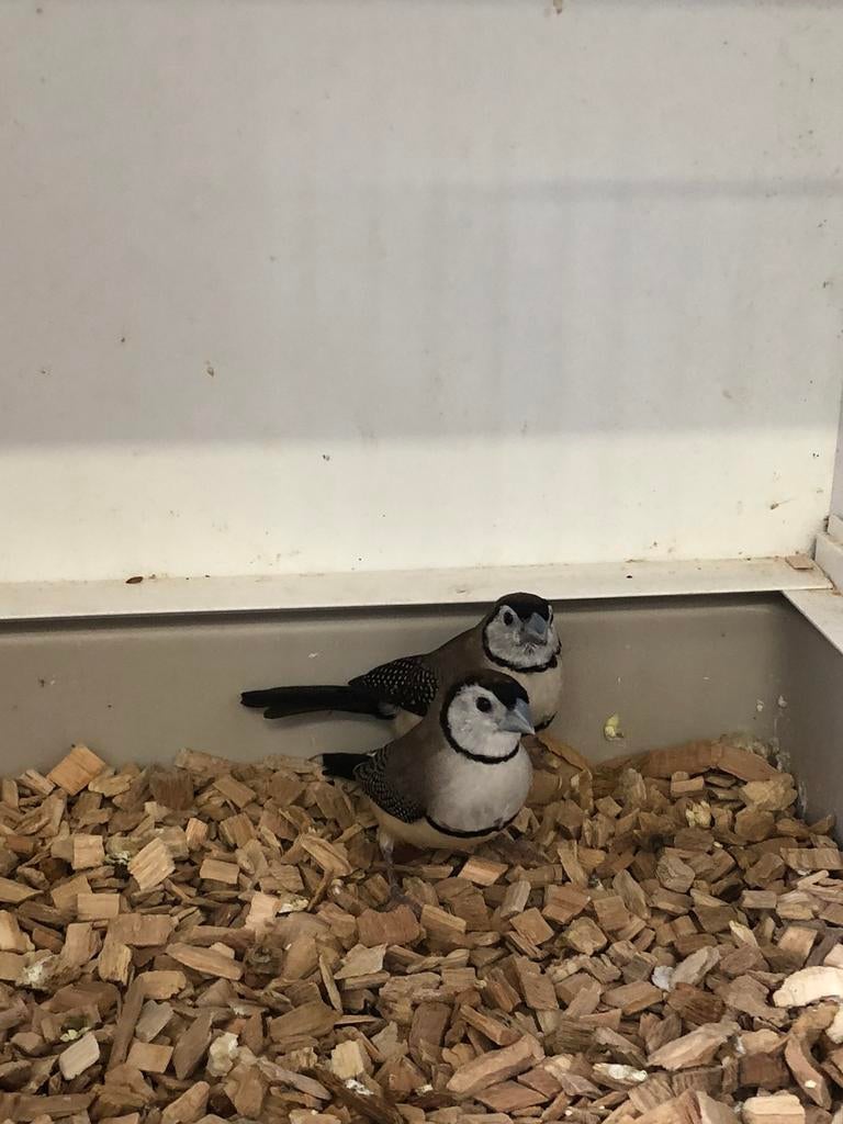 Bichenowastrilde, Dieren en Toebehoren, Vogels | Overige Vogels, Meerdere dieren