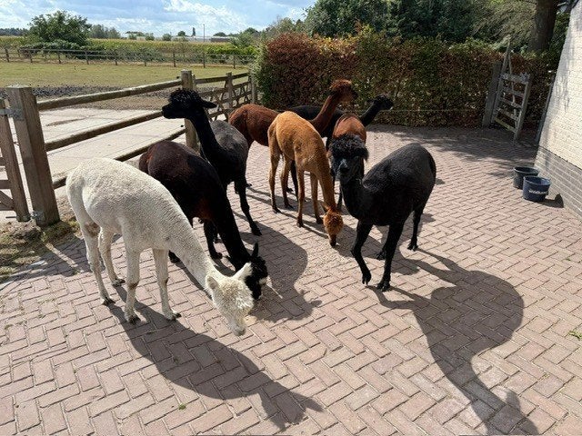 8 Alpaca`s te koop
