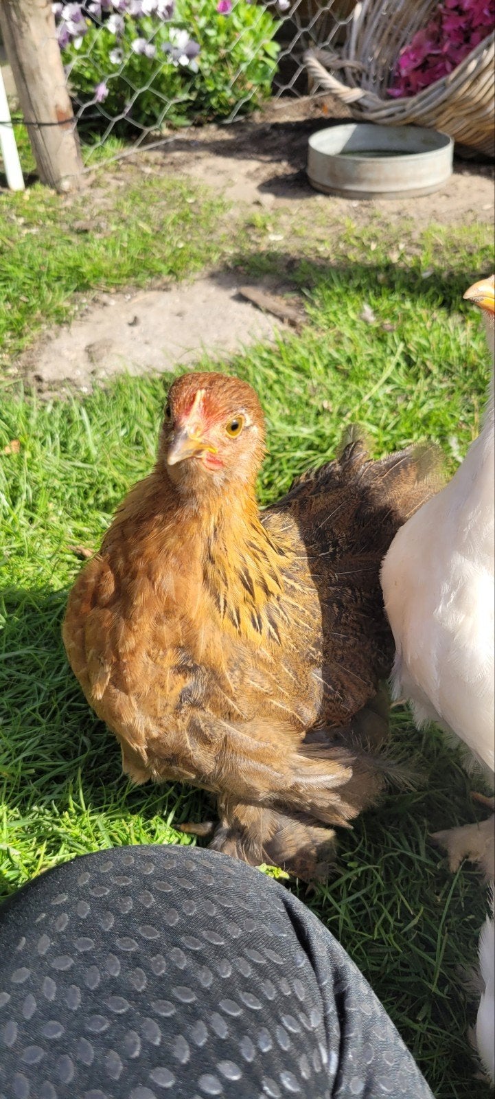 Cochin 3x hen 1x haan, Dieren en Toebehoren, Pluimvee, Meerdere dieren, Kip