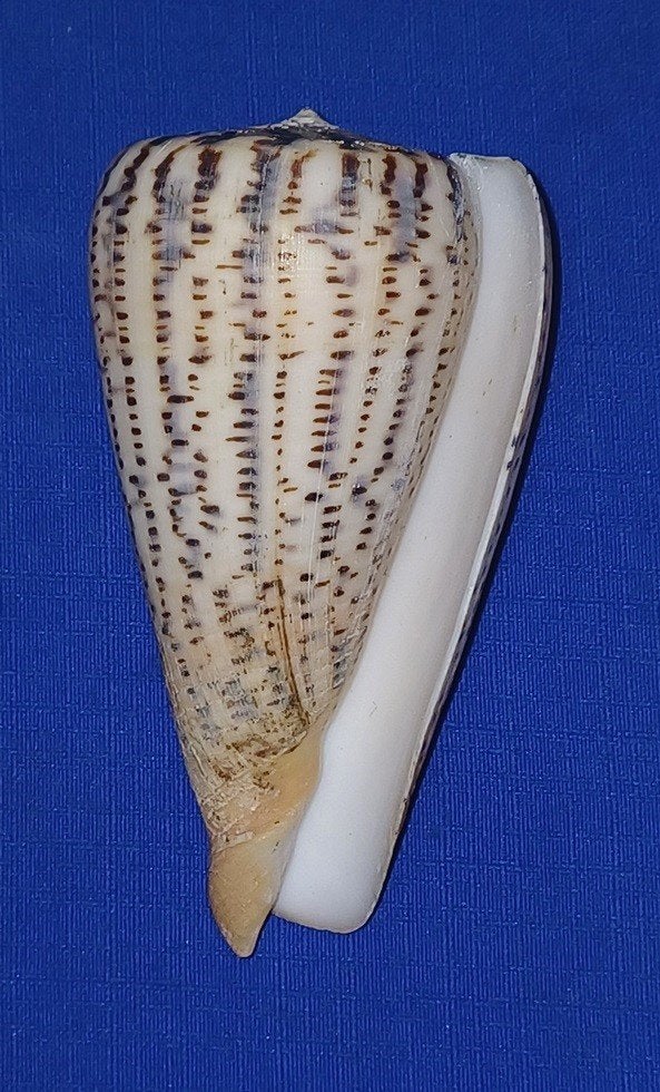 Schelpen, Conus suratensis, Verzamelen, Ophalen of Verzenden, Schelp(en)