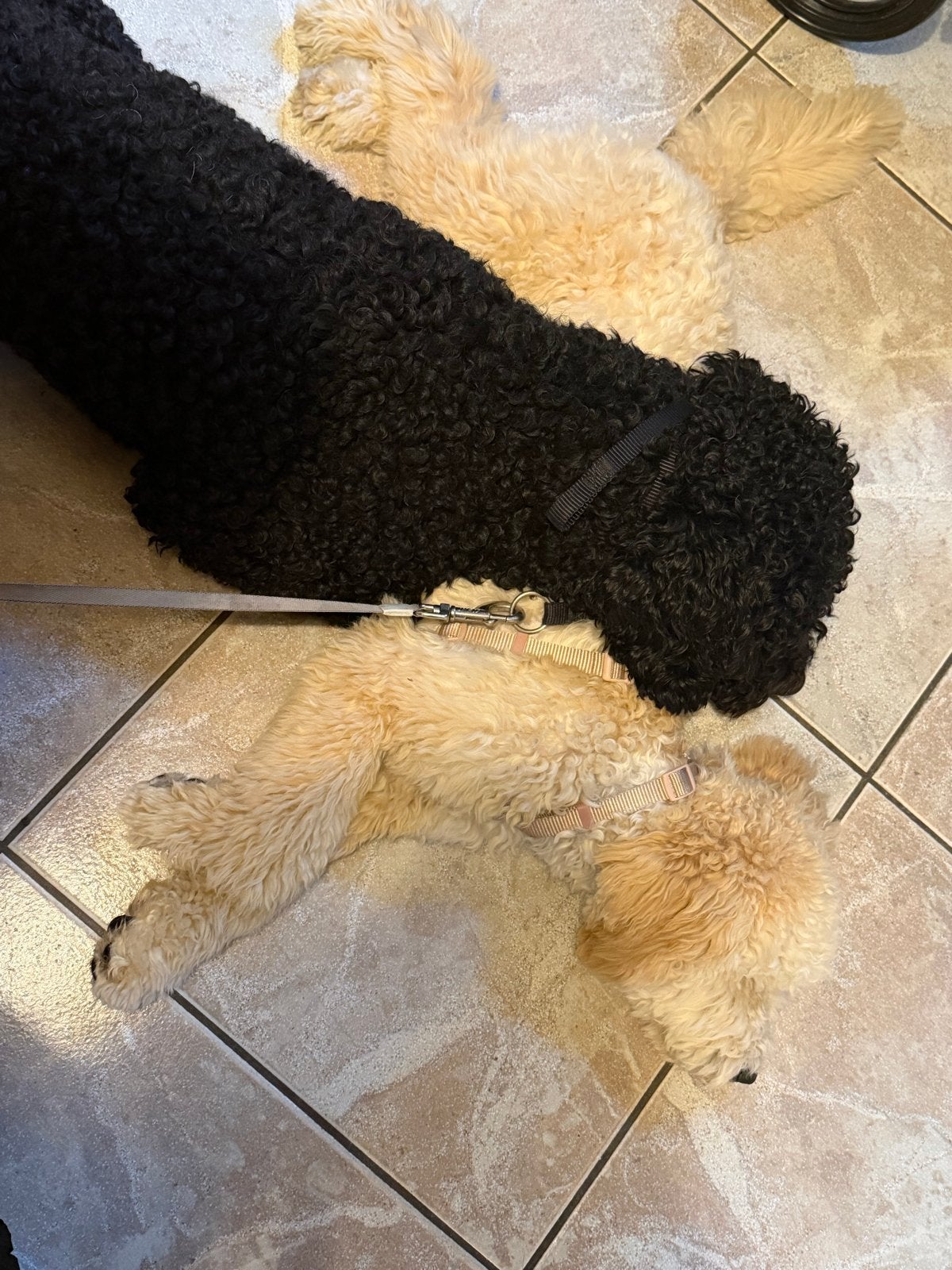 Labradoodle pups, 8 tot 15 weken, Geslacht onbekend, Meerdere, Middel