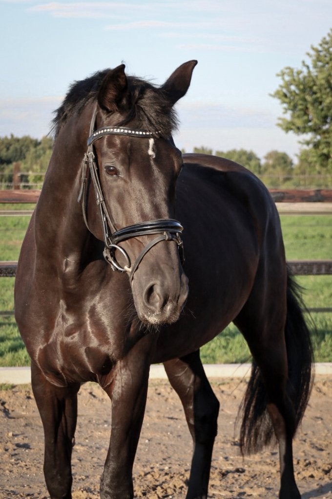 Te koop zwart dressuurpaard, 8 jaar, Merrie, Met stamboom, Dressuurpaard, Zadelmak