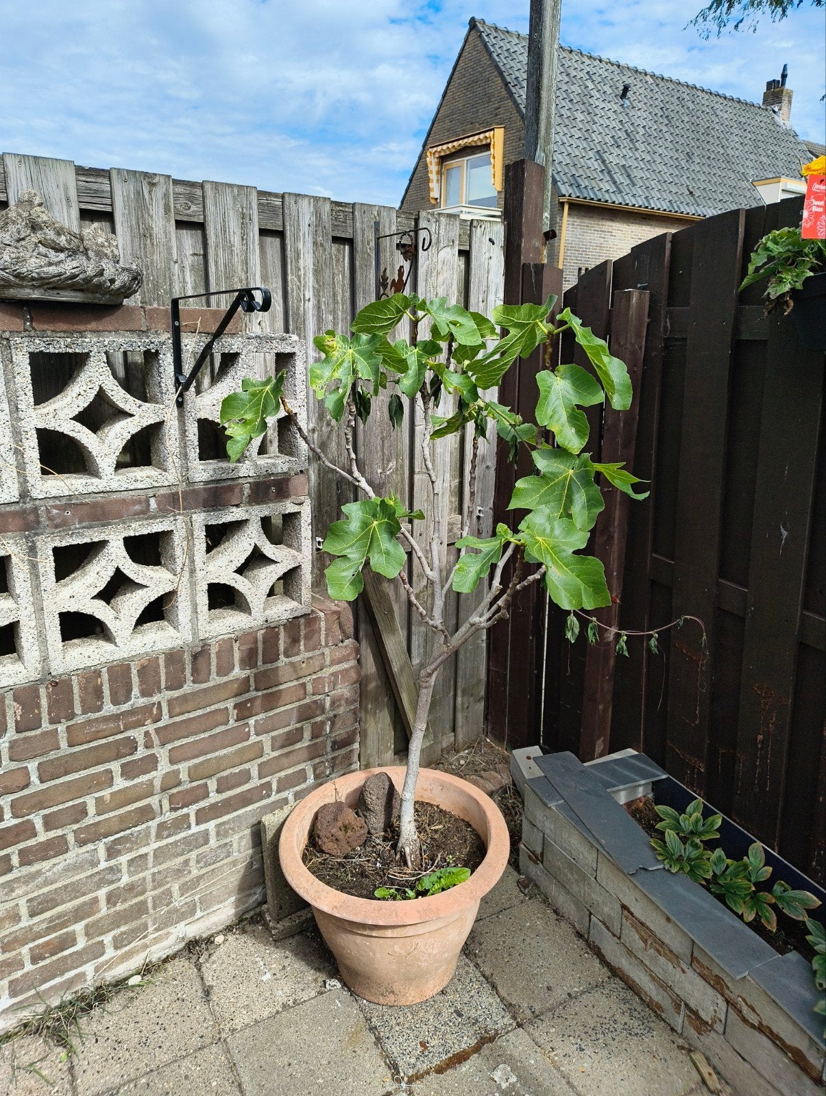 Vijgenboom in pot - Ideaal voor terras of tuin, Overige soorten, 100 tot 250 cm, Zomer, Ophalen