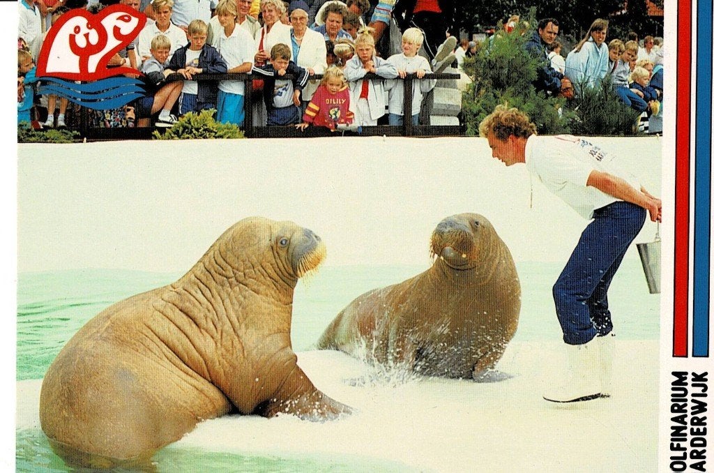 Harderwijk, Dolfinarium, Ophalen of Verzenden, 1960 tot 1980, Ongelopen, Gelderland
