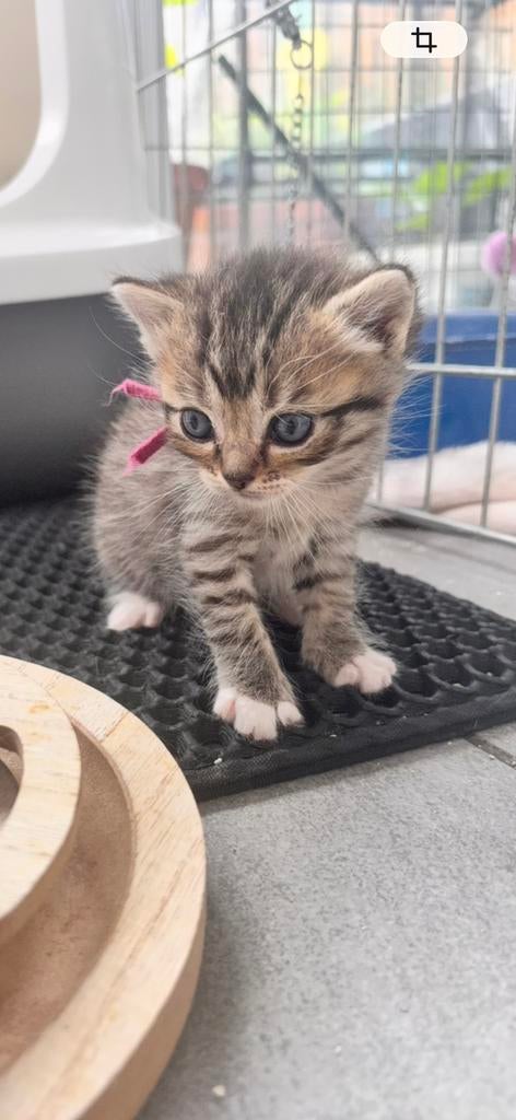 Britse korthaar /ragdoll kittens, Dieren en Toebehoren, Katten en Kittens | Overige Katten, Meerdere dieren, 0 tot 2 jaar