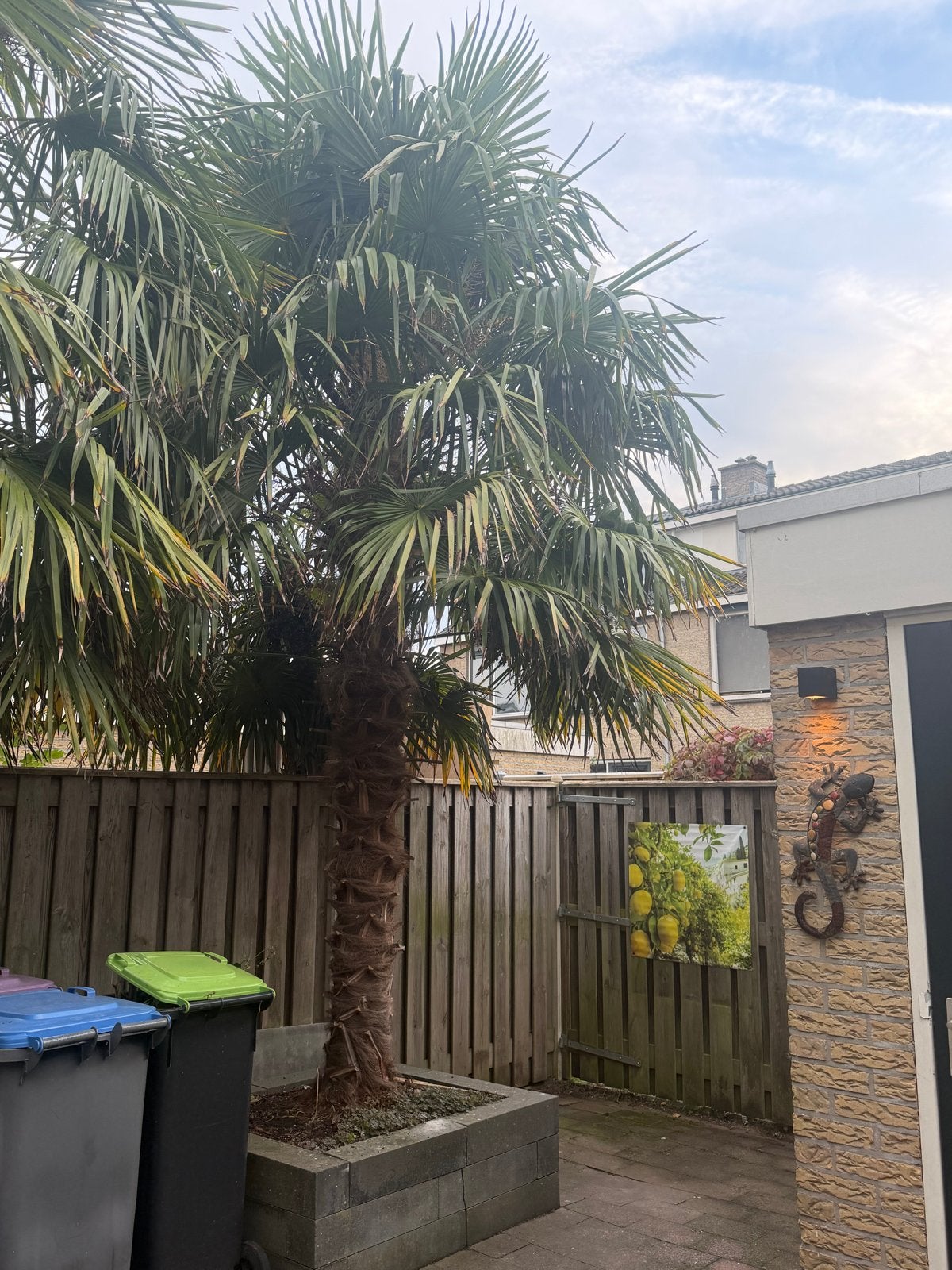Grote Palmboom (Trachycarpus Fortunei) - Winterhard, Bloeit niet, 250 tot 400 cm, Palmboom, Ophalen