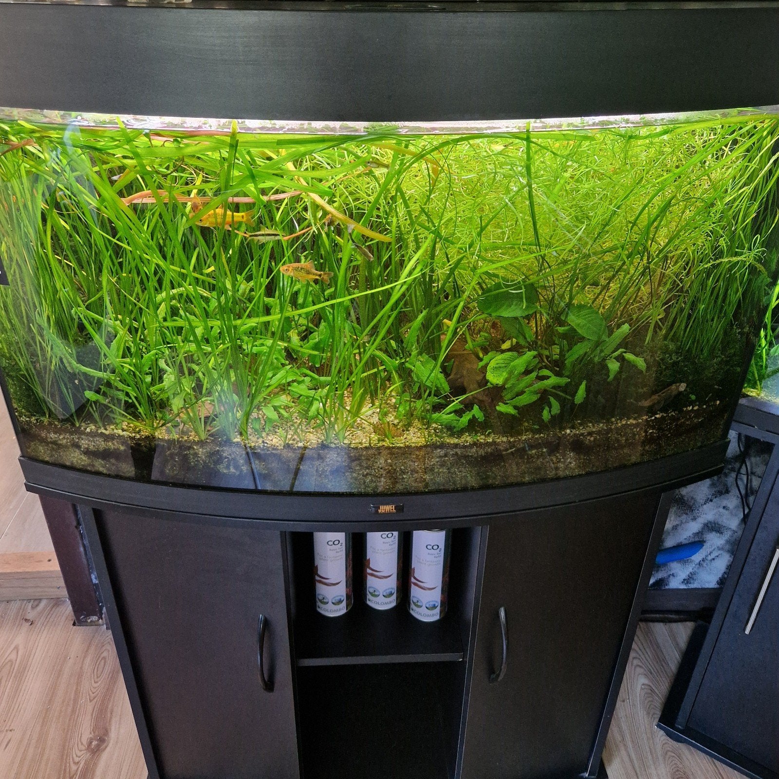 aquarium Juwel Vision 180l, Dieren en Toebehoren, Ophalen, Gebruikt, Gevuld zoetwateraquarium