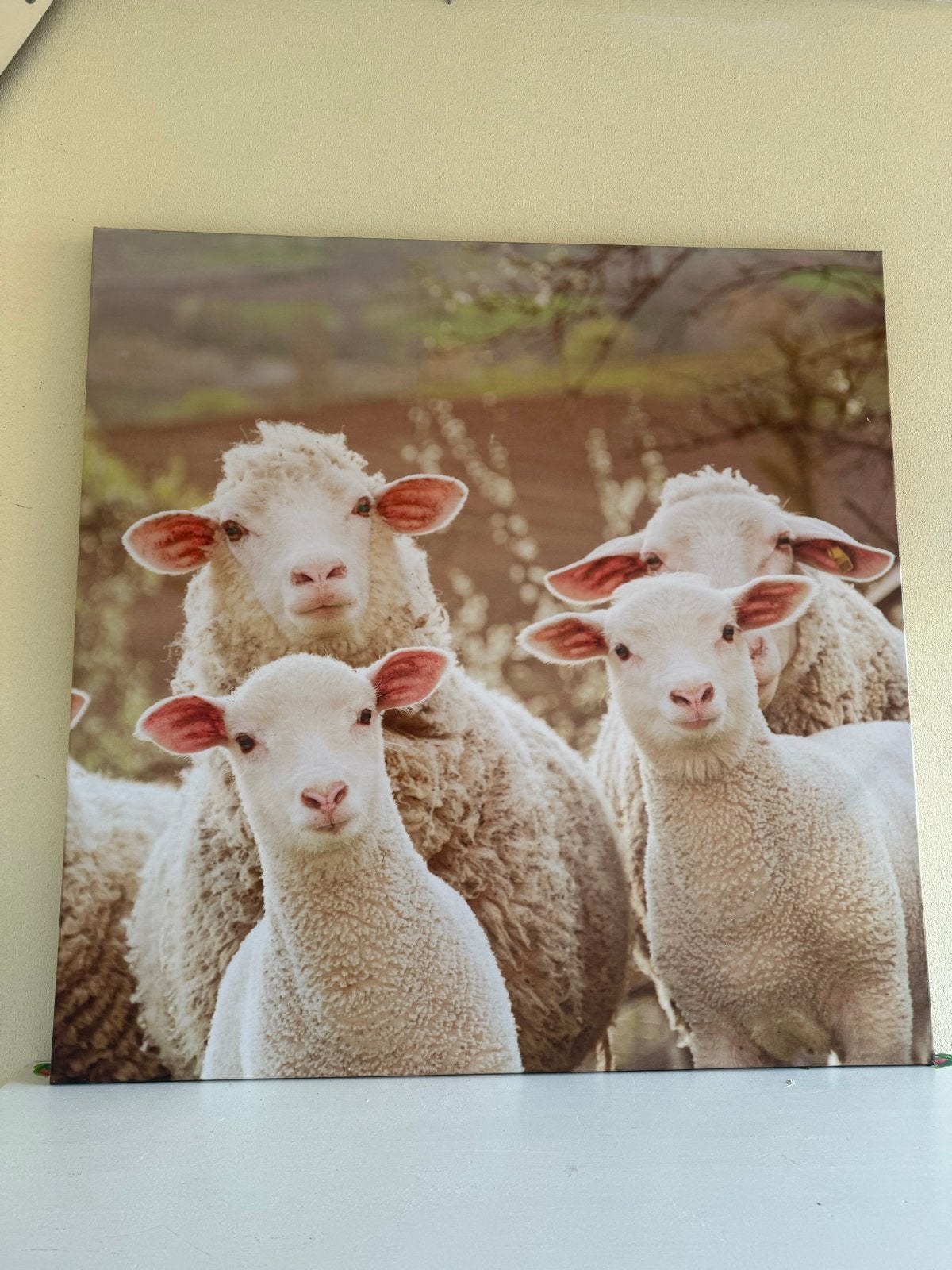 Canvas schilderij met schattige schaapjes, 50 – 75, Verzenden, 50 tot 75 cm, Print