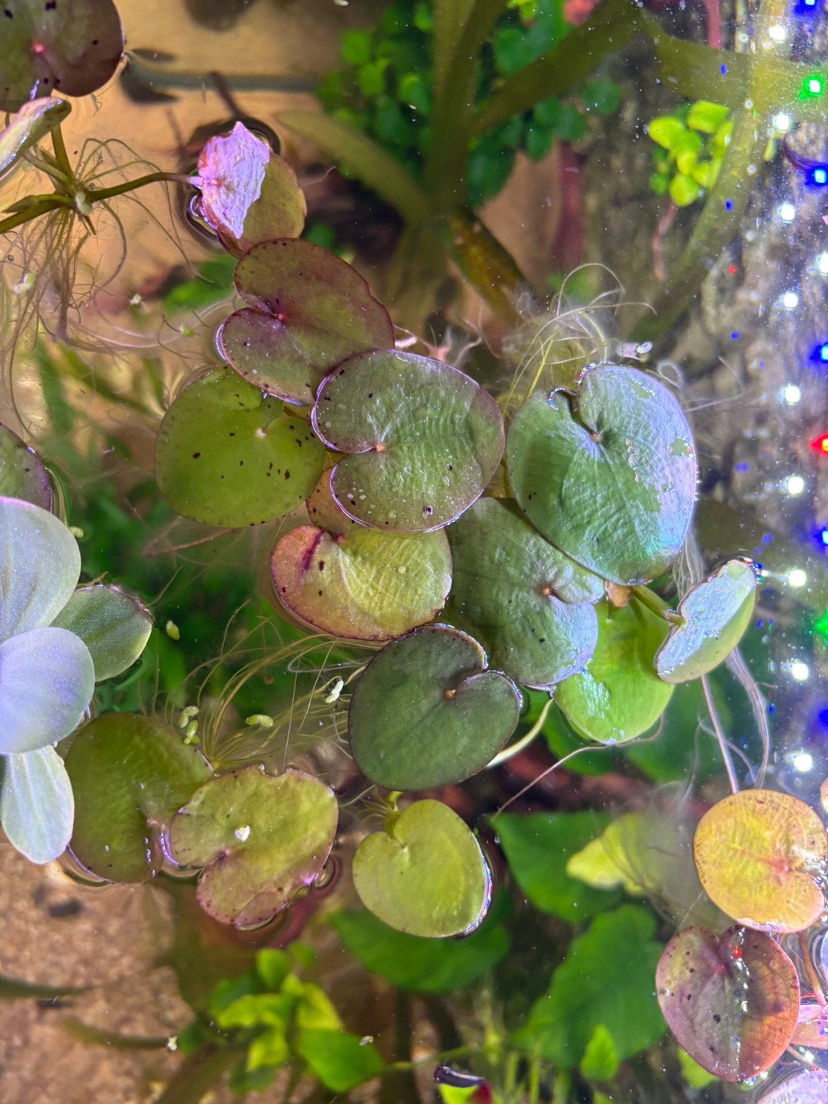 Limnobium lavaegatum, Ophalen of Verzenden, Plant(en), Steen of Hout