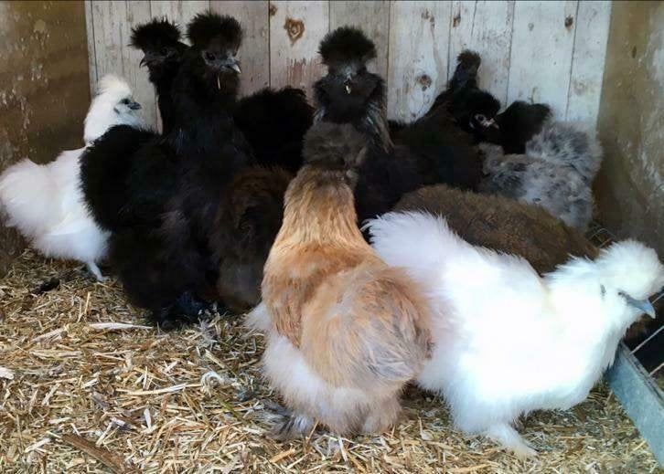Zijdehoen kippen in verschillende kleuren., Vrouwelijk, Kip