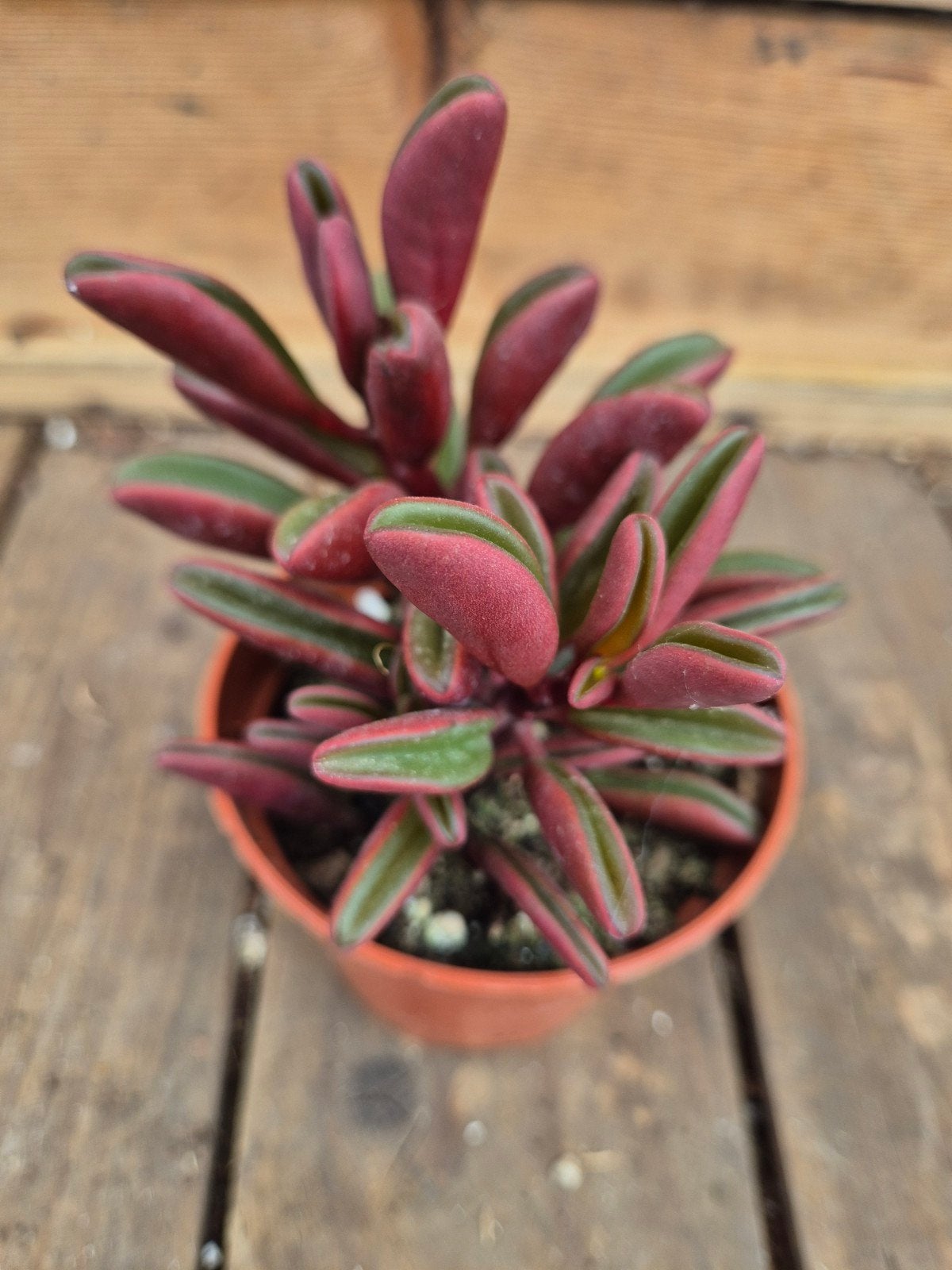 Peperomia graveolens p8, Huis en Inrichting, Ophalen of Verzenden, Halfschaduw, Minder dan 100 cm