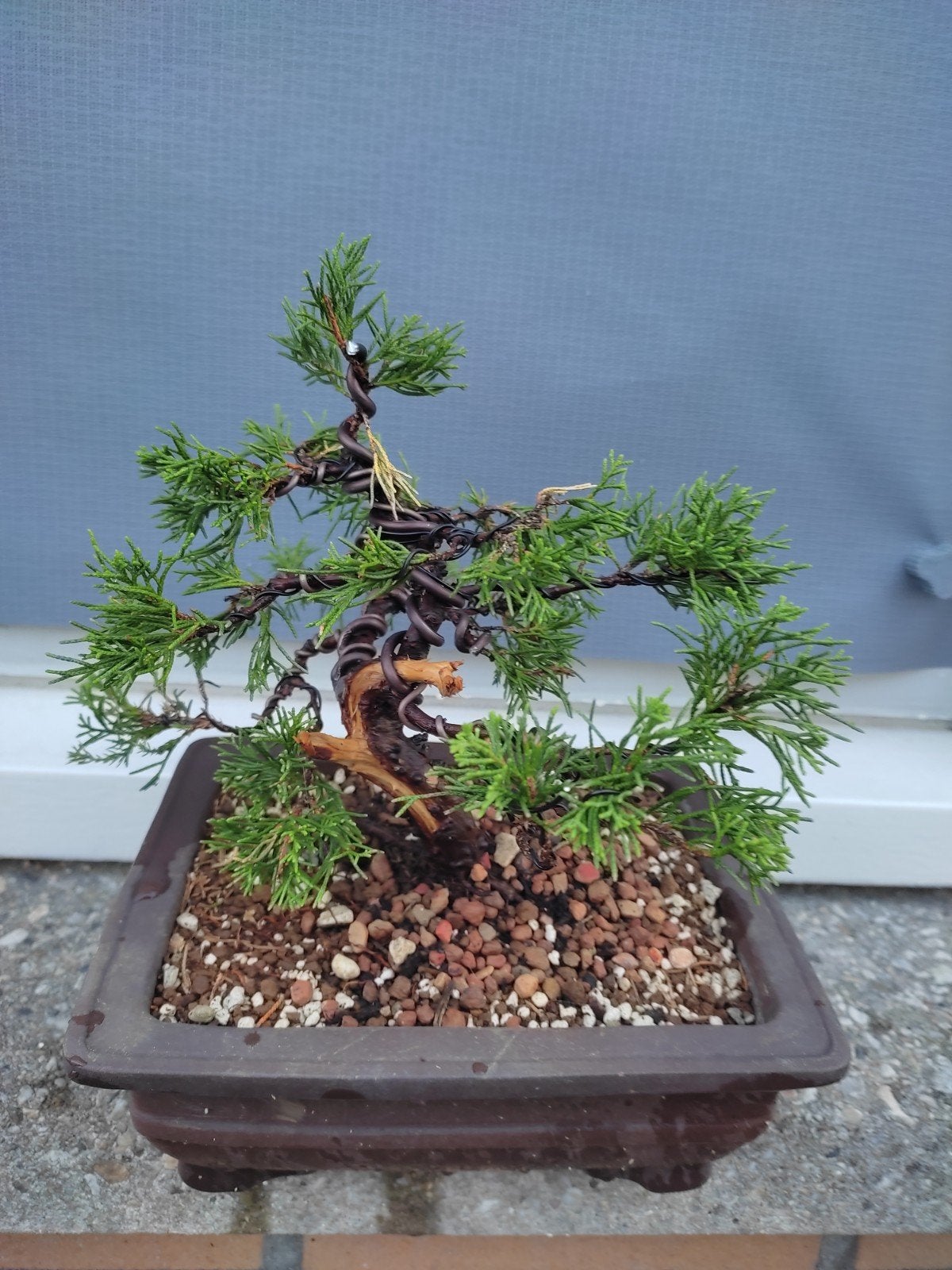Juniper bonsai met pot gemeten 26 cm, Tuin en Terras, Planten | Bomen, Volle zon, Bloeit niet, Minder dan 100 cm, Overige soorten