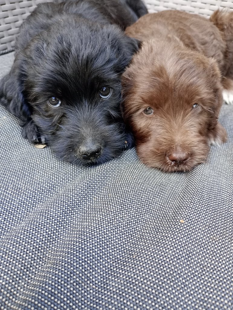 Labradoodle pups, Dieren en Toebehoren, Parvo, Overige rassen, 8 tot 15 weken, Meerdere