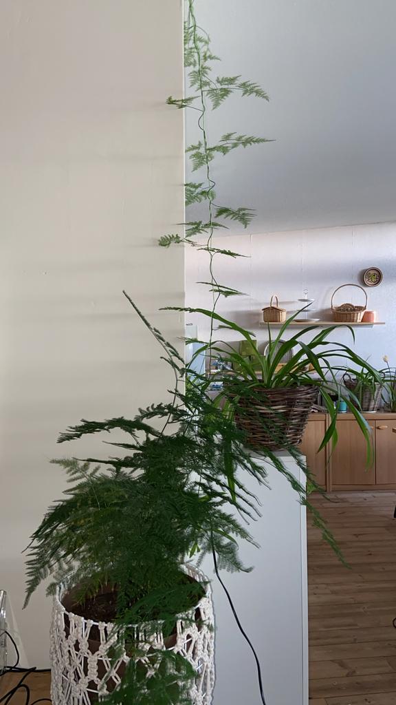Klimmende Asparagus uit Marokko - Steun School BouAhmed, In pot, 100 tot 250 cm, Volledige schaduw, Overige soorten