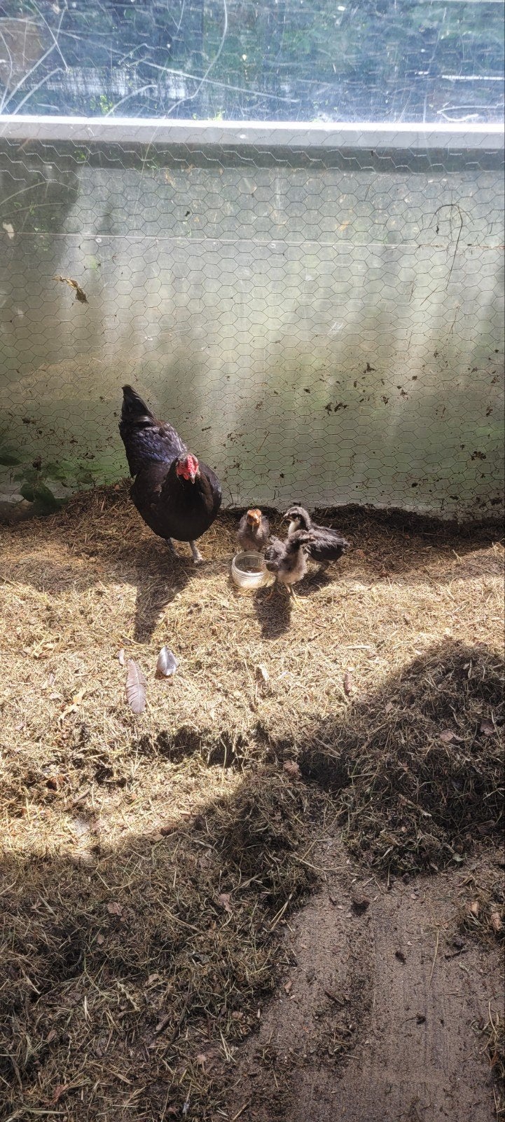Kip legt alweer eieren en 3 kuikens  3 weken oud, Meerdere dieren, Kip