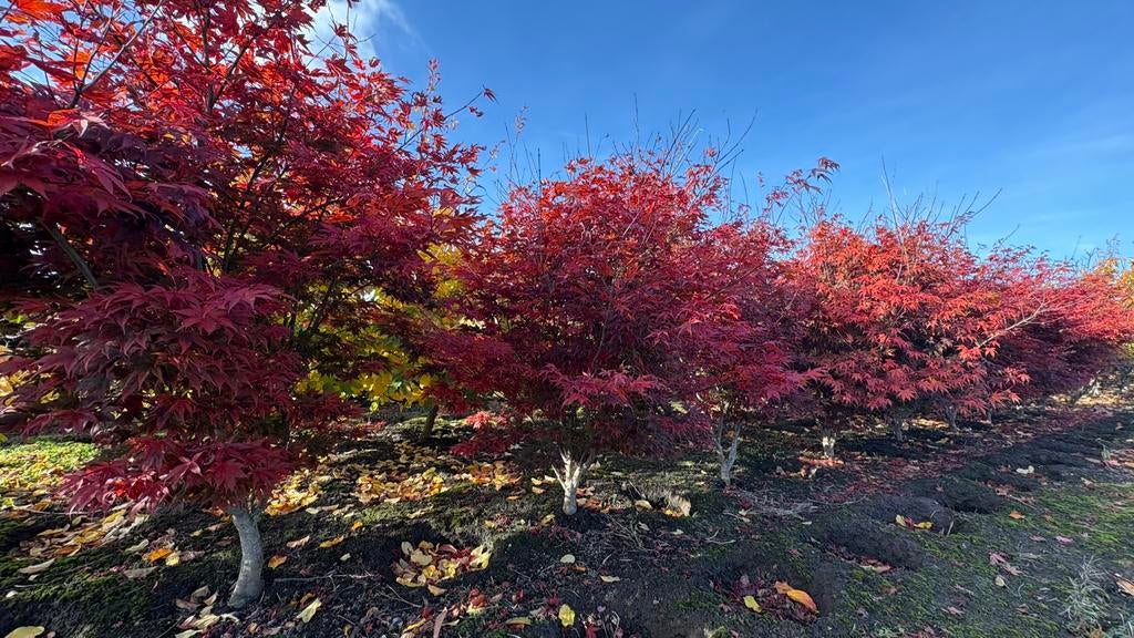 Japanse esdoorns in verschillende soorten en maten, Tuin en Terras, Planten | Bomen, Ophalen of Verzenden