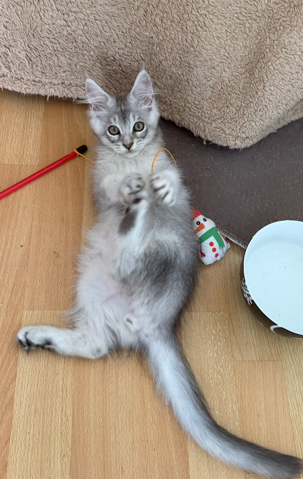 Supermooi black silver Maine Coon katertje met stamboom, Kater, Met stamboom, 0 tot 2 jaar
