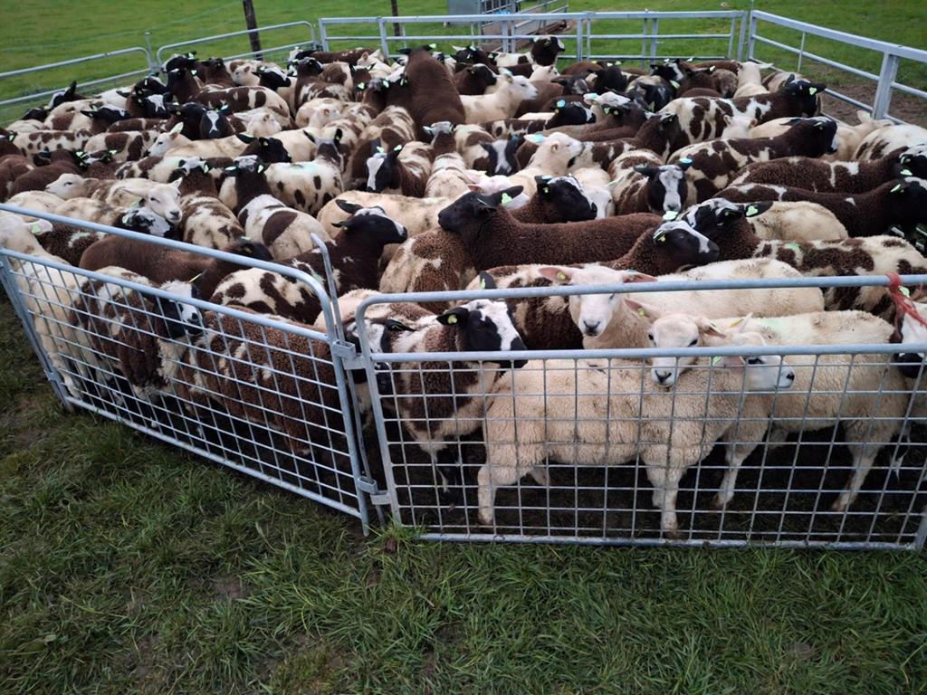 Ongeveer 40 ram lammeren te koop, Dieren en Toebehoren, Schapen, Geiten en Varkens, Meerdere dieren, Schaap
