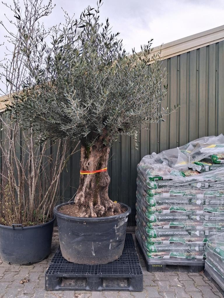 Mega grote Olijfboom in pot, zeer oude boom! Olea europea, Ophalen of Verzenden, 100 tot 250 cm, Olijfboom, Zomer