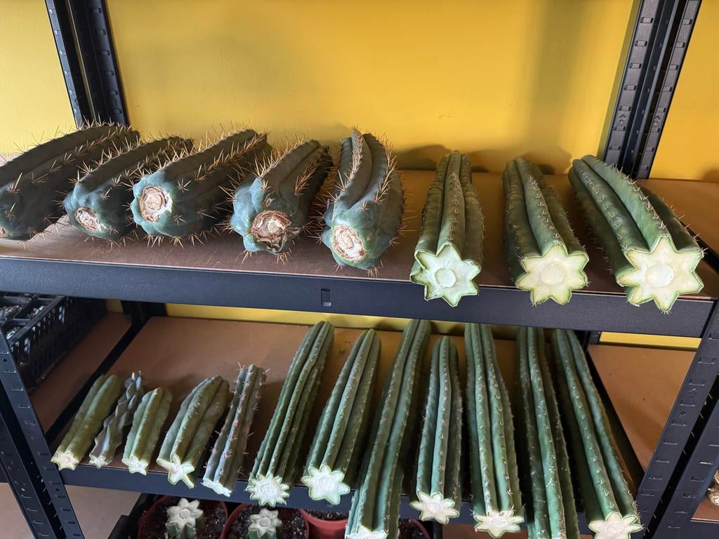San Pedro Cactussen – Topkwaliteit uit Eigen Kweek, Huis en Inrichting, Kamerplanten, Ophalen of Verzenden