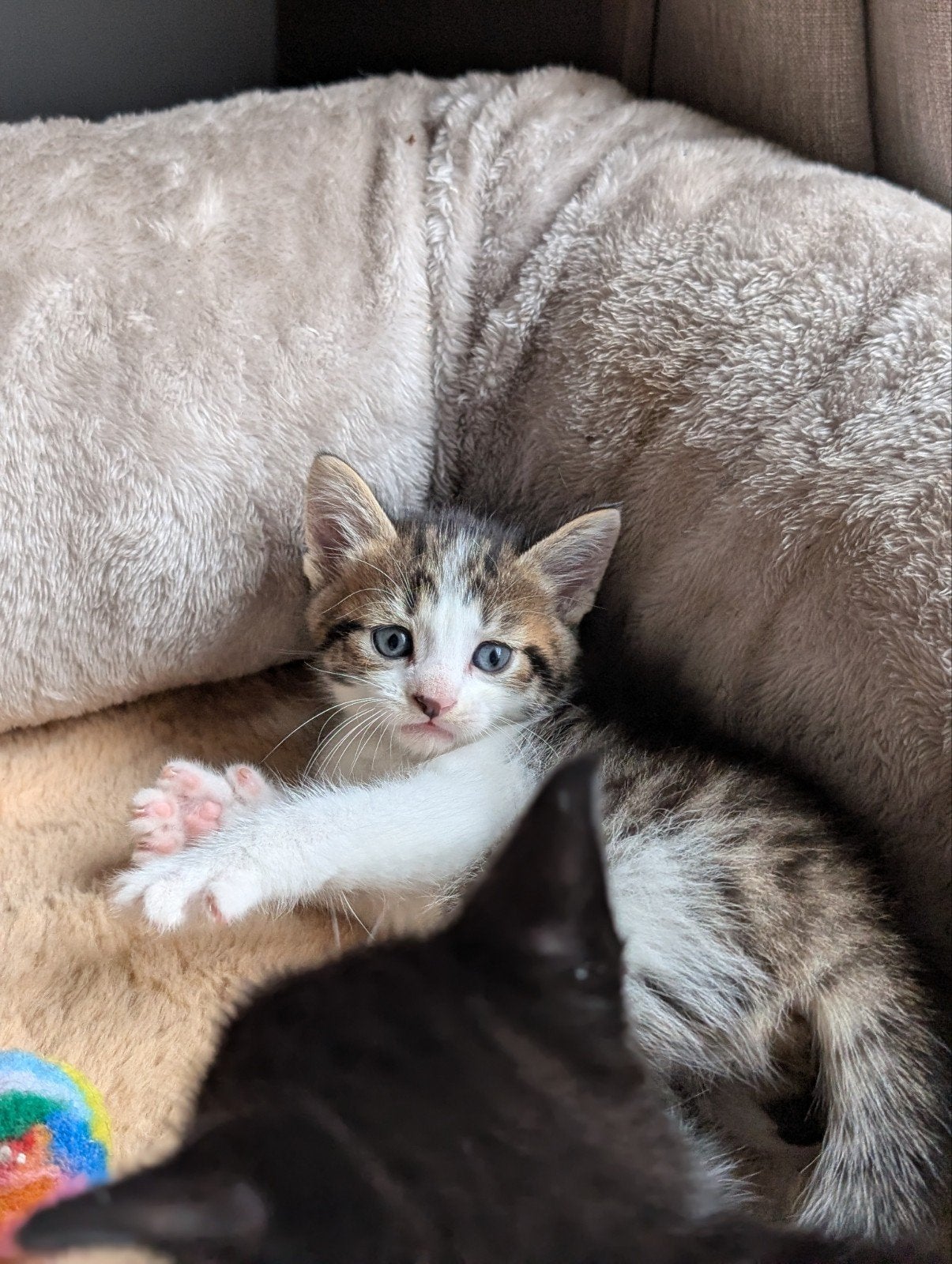 Prachtige Noorse Boskat kittens, Dieren en Toebehoren, Meerdere dieren
