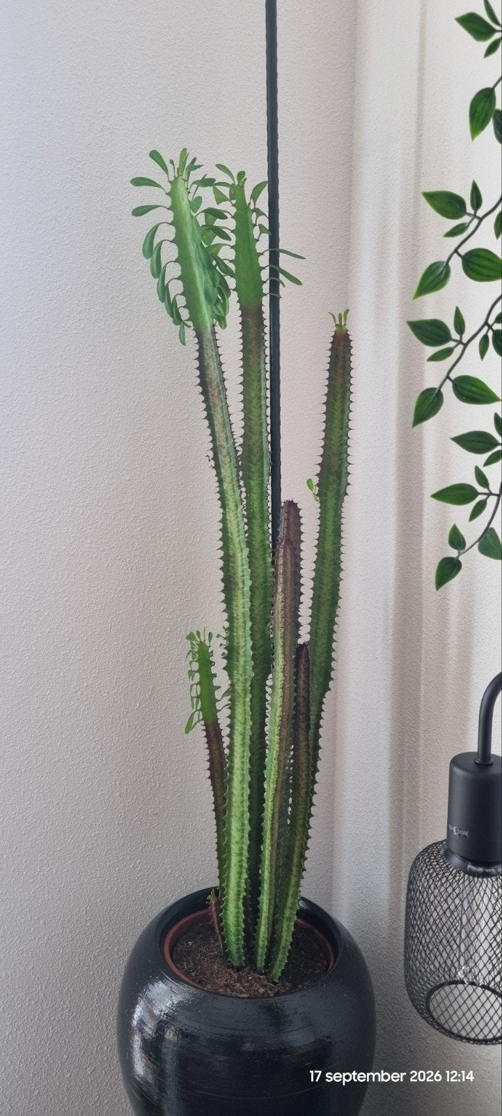 euphorbia, Ophalen, Halfschaduw, 100 tot 150 cm
