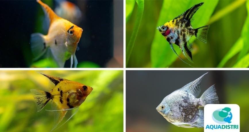 Maanvissen (Pterophyllum Scalare mix), Vis, Zoetwatervis, Schoolvis