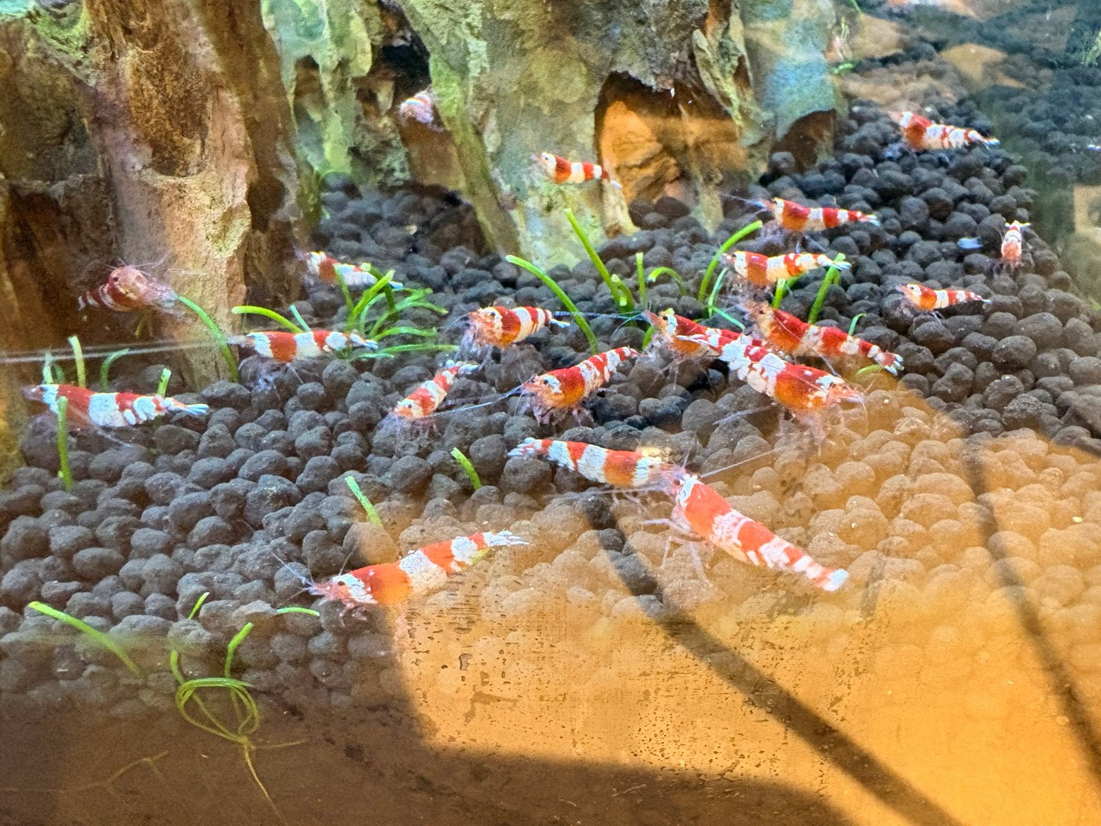 Crystal red garnalen (wegens beindigen), Dieren en Toebehoren, Kreeft, Krab of Garnaal