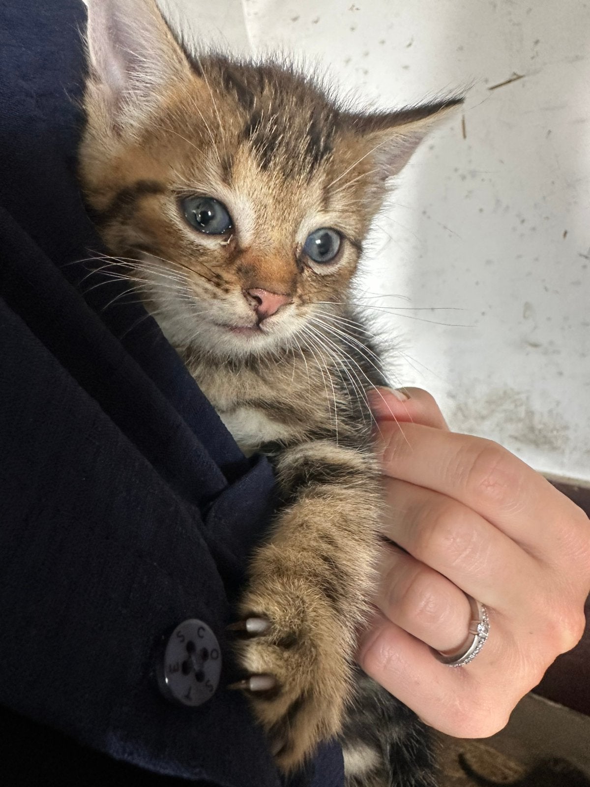 Lieve boerderij kittens te koop, Meerdere dieren