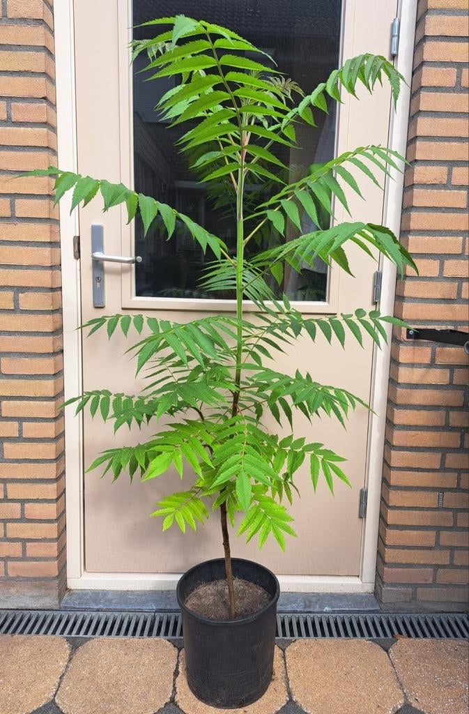 🌴FLUWEELBOOM AZIJNBOOM RHUS TYPHINA BOOM STRUIK VASTE PLANT, Tuin en Terras, Overige soorten, 100 tot 250 cm, Zomer, Ophalen