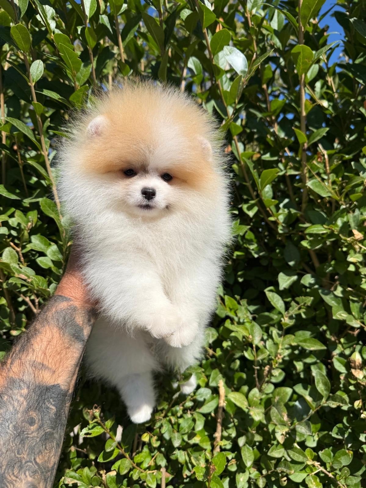 Pomeranian, Overige rassen, 8 tot 15 weken, Buitenland, Teef